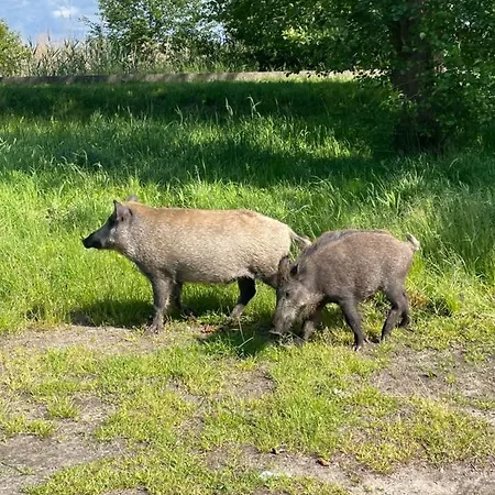 Mielno Enklawa 28 Apartment *